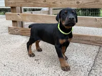 Lime Green Boy, a male Doberman Pinscher for sale in Newton, NC – 2 of 5