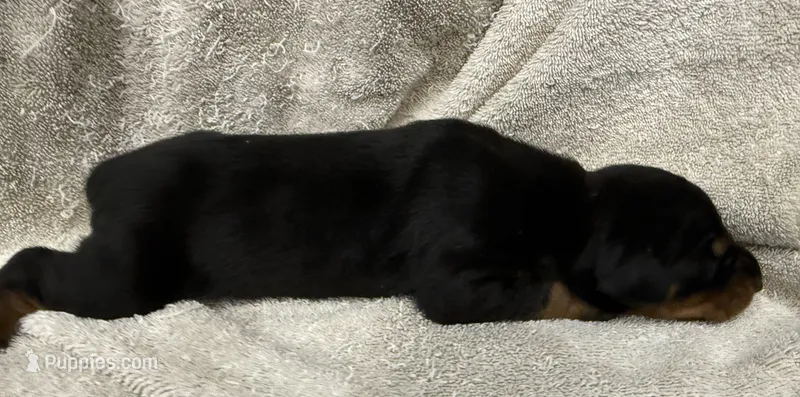Male 3 – Doberman Pinscher puppy for sale in Newton, NC