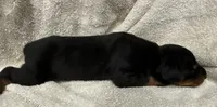 Male 3, a male Doberman Pinscher for sale in Newton, NC – 1 of 10