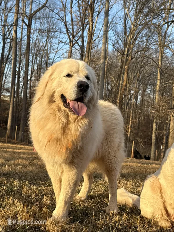 Female 1 – Great Pyrenees puppy for sale in Newton, NC