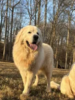 Female 1, a female Great Pyrenees for sale in Newton, NC – Photo 1 of 9