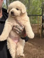 Female 1, a female Great Pyrenees for sale in Newton, NC – Photo 3 of 10