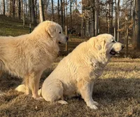 Female 1, a female Great Pyrenees for sale in Newton, NC – Photo 7 of 9