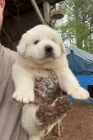Female 1, a female Great Pyrenees for sale in Newton, NC – Photo 2 of 9