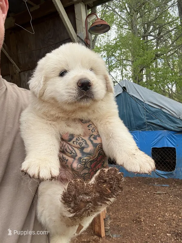 Female 1 – Great Pyrenees puppy for sale in Newton, NC