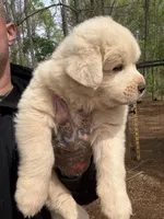 Female 1, a female Great Pyrenees for sale in Newton, NC – Photo 2 of 10