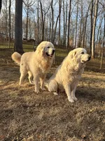 Female 1, a female Great Pyrenees for sale in Newton, NC – Photo 6 of 9