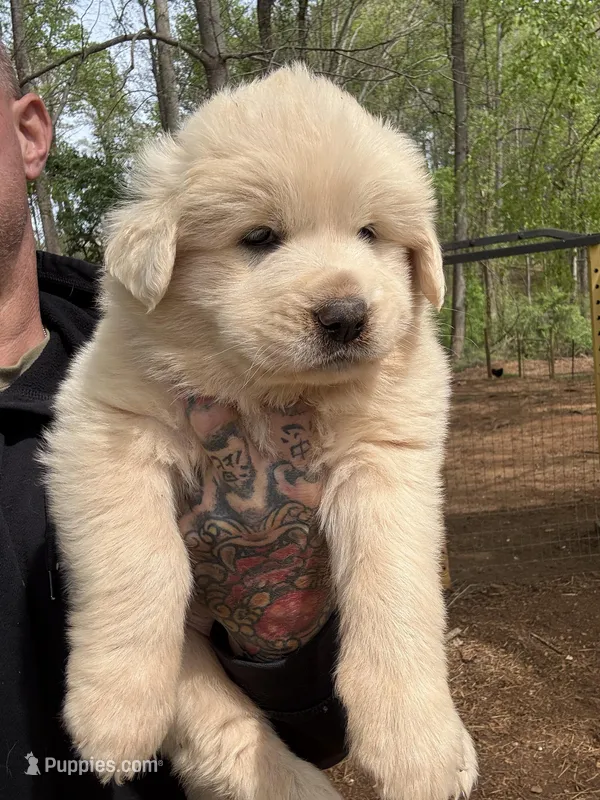Female 1 – Great Pyrenees puppy for sale in Newton, NC