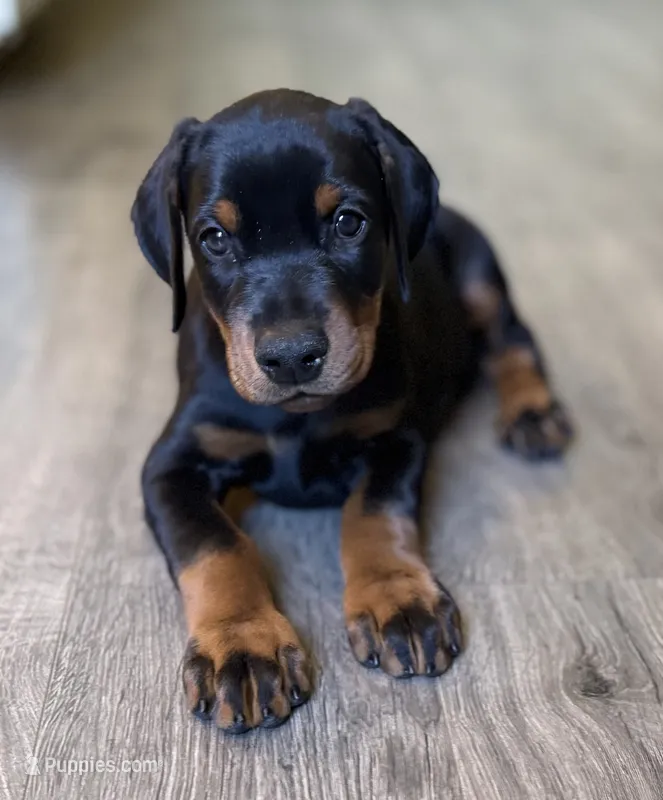 Yellow Collar Female Euro 2 – Doberman Pinscher puppy for sale in Newton, NC