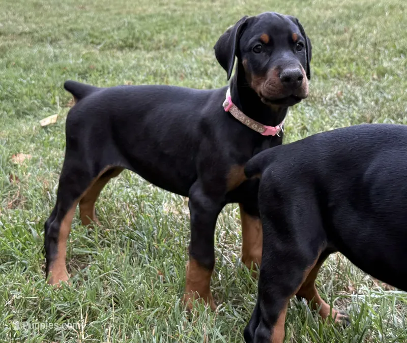 Pink Collar Female – Doberman Pinscher puppy for sale in Newton, NC