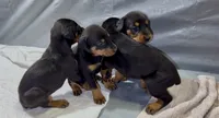 Female 3, a female Doberman Pinscher for sale in Newton, NC – 3 of 10