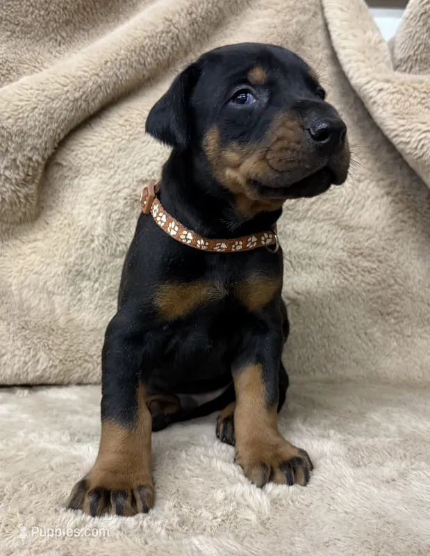 Male Euro 1 Brown Collar  – Doberman Pinscher puppy for sale in Newton, NC
