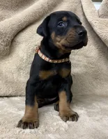 Male Euro 1 Brown Collar , a male Doberman Pinscher for sale in Newton, NC – 1 of 10