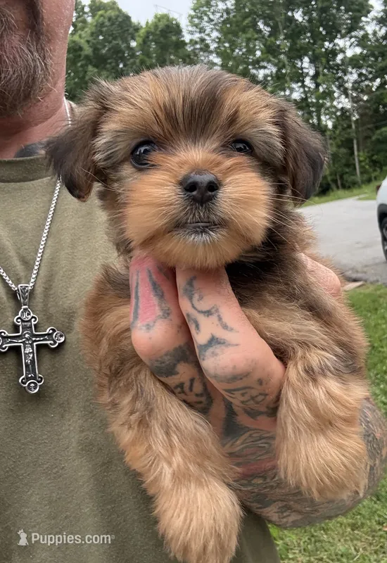Yorkie Female 1 – Yorkshire Terrier puppy for sale in Newton, NC