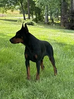 Male Euro 1 Brown Collar , a male Doberman Pinscher for sale in Newton, NC – 6 of 10