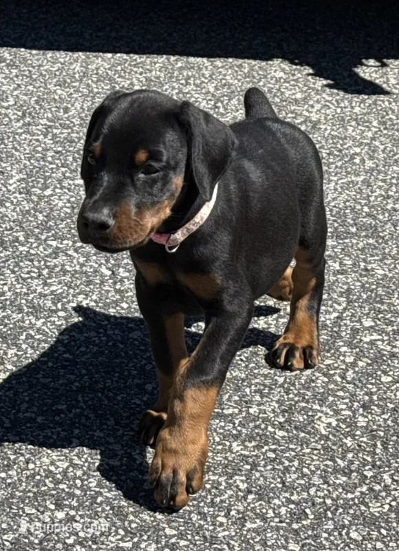 Pink Collar Female Euro 1, a female Doberman Pinscher for sale in Newton, NC – 1 of 10