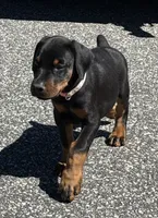 Pink Collar Female Euro 1, a female Doberman Pinscher for sale in Newton, NC – 1 of 10