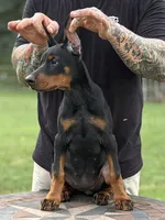 Purple Collar European Female , a female Doberman Pinscher for sale in Newton, NC – 6 of 10