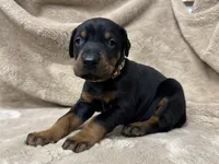 Male Euro 1 Brown Collar , a male Doberman Pinscher for sale in Newton, NC – 3 of 10