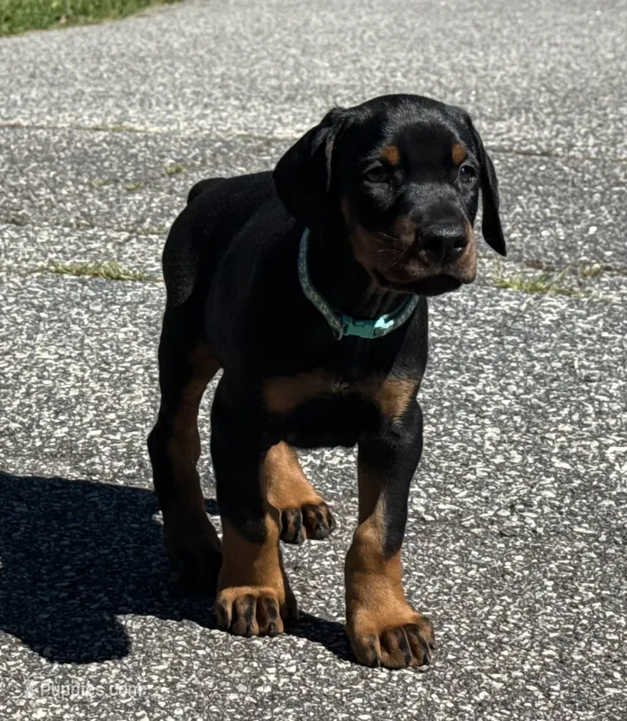 Male Euro 3 Blue Collar  – Doberman Pinscher puppy for sale in Newton, NC