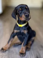 Yellow Collar Female Euro 2, a female Doberman Pinscher for sale in Newton, NC – 2 of 9