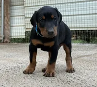 Dark Blue Boy , a male Doberman Pinscher for sale in Newton, NC – 3 of 7