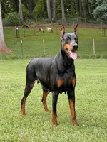 Female 4, a female Doberman Pinscher for sale in Newton, NC – 9 of 10