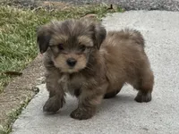 Yorkie Male 2, a male Yorkshire Terrier for sale in Newton, NC – 2 of 5