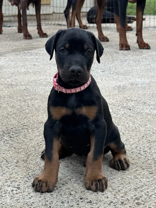 Male Euro 4 Maroon Collar  – Doberman Pinscher puppy for sale in Newton, NC