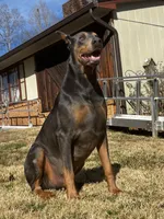 Female 4, a female Doberman Pinscher for sale in Newton, NC – 7 of 10