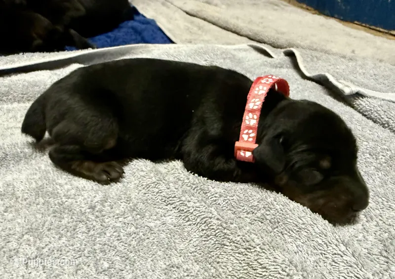 Male Euro 4 – Doberman Pinscher puppy for sale in Newton, NC