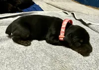 Male Euro 4, a male Doberman Pinscher for sale in Newton, NC – 1 of 8