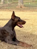 Male Euro 4, a male Doberman Pinscher for sale in Newton, NC – 6 of 8