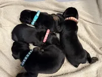 Male Euro 4, a male Doberman Pinscher for sale in Newton, NC – 2 of 8