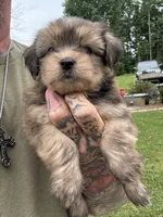 Yorkie Male 2, a male Yorkshire Terrier for sale in Newton, NC – 1 of 5