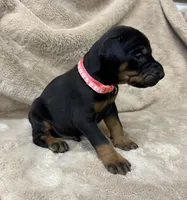 Male Euro 4 Maroon Collar , a male Doberman Pinscher for sale in Newton, NC – 2 of 10