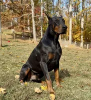 Gray Collar Male, a male Doberman Pinscher for sale in Newton, NC – Photo 5 of 10