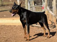 Gray Collar Male, a male Doberman Pinscher for sale in Newton, NC – Photo 10 of 10