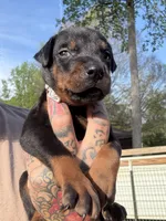 Gray Collar Male, a male Doberman Pinscher for sale in Newton, NC – Photo 2 of 10