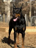 Gray Collar Male, a male Doberman Pinscher for sale in Newton, NC – Photo 8 of 10