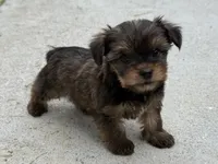 Yorkie Male 3, a male Yorkshire Terrier for sale in Newton, NC – 3 of 5
