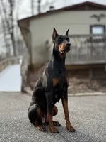 Female 3, a female Doberman Pinscher for sale in Newton, NC – 8 of 10
