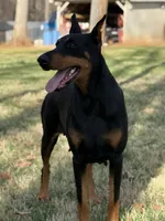 Blue Collar Boy , a male Doberman Pinscher for sale in Newton, NC – 9 of 10