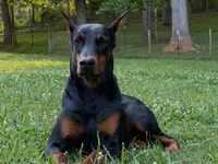 Female 1, a female Doberman Pinscher for sale in Newton, NC – 10 of 10