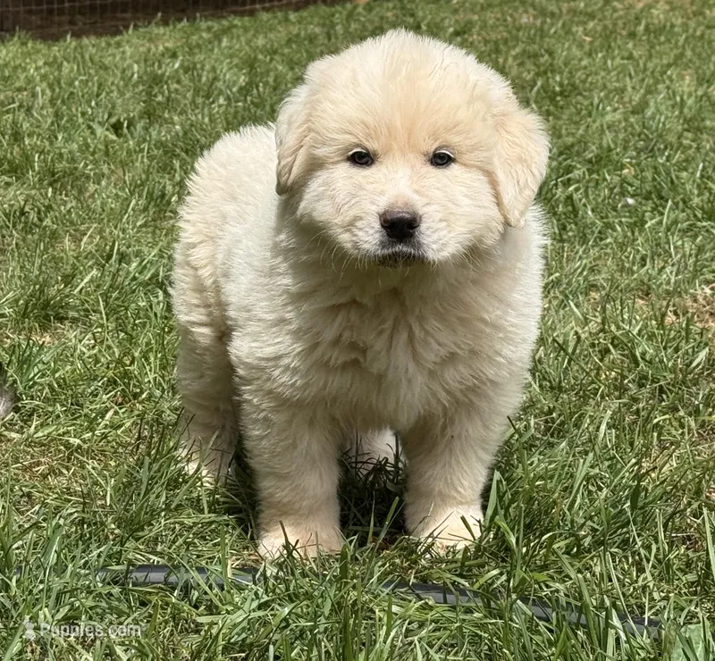 Male 2 – Great Pyrenees puppy for sale in Newton, NC