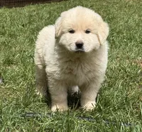 Male 2, a male Great Pyrenees for sale in Newton, NC – Photo 1 of 9