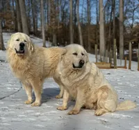 Male 2, a male Great Pyrenees for sale in Newton, NC – Photo 5 of 9