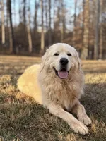 Male 2, a male Great Pyrenees for sale in Newton, NC – Photo 3 of 9
