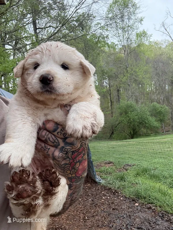 Male 2 – Great Pyrenees puppy for sale in Newton, NC