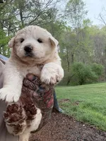 Male 2, a male Great Pyrenees for sale in Newton, NC – Photo 1 of 9